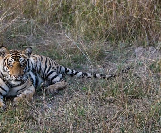 Ultimate Tiger Tour India