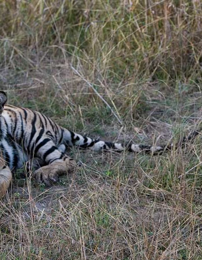 Ultimate Tiger Tour India