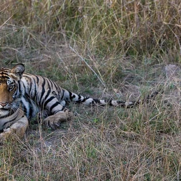 Ultimate Tiger Tour India