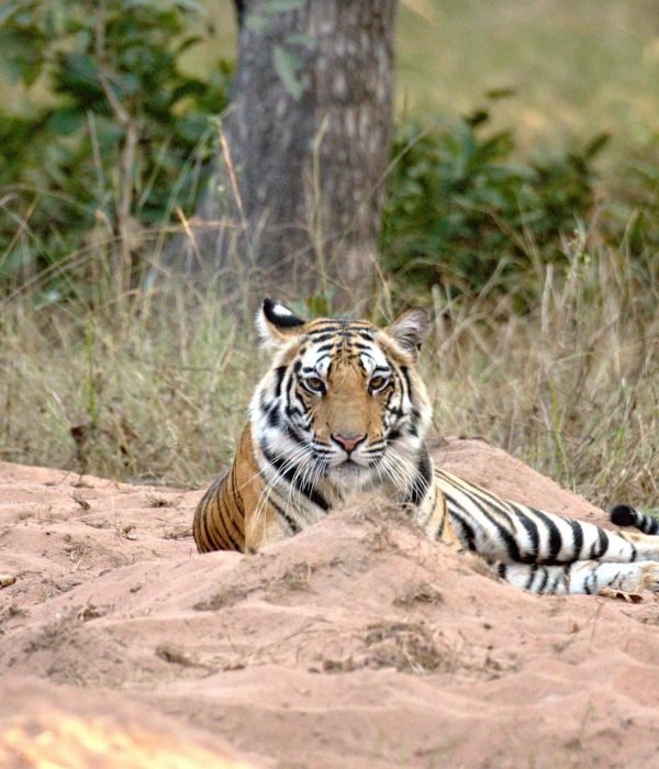 tiger-sitting-in-jungle