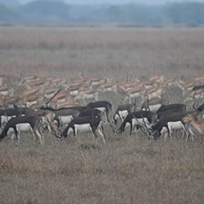 Blackbuck National Park Velavadar