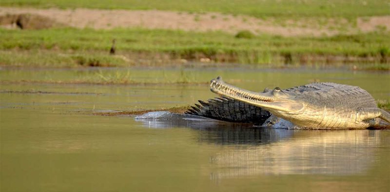 Crocodile during wild life tour