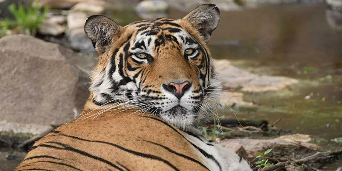 Uncovering the Evolution of Tiger over the years - 6 out of 9 Speciues Remain