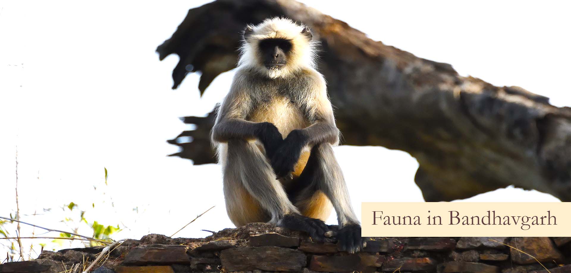 Fauna in Bandhavgarh