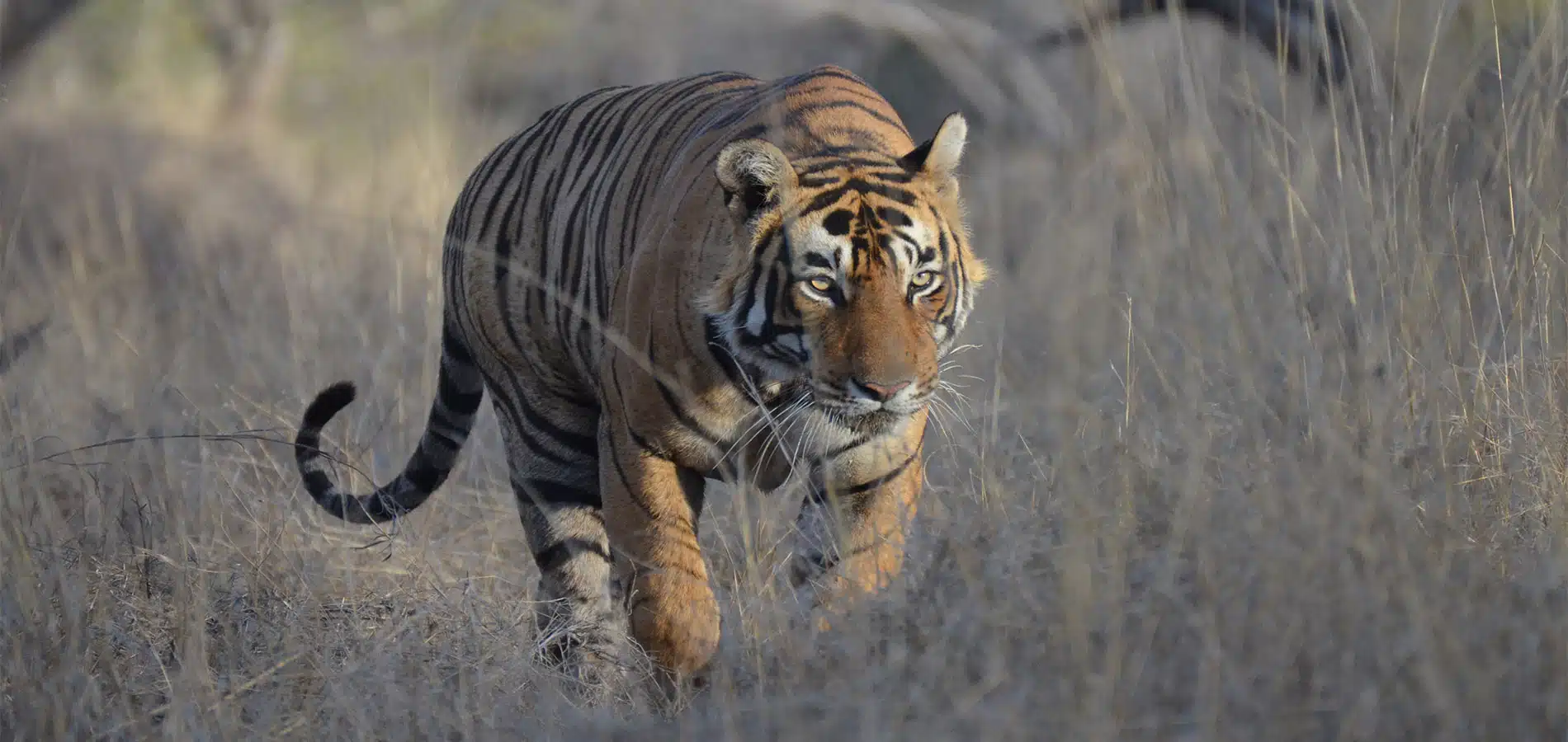 A Bengal tiger walking through dry grassland, its muscular body covered in an orange coat with bold black stripes. The tiger has an intense gaze, ears perked up, and its tail slightly curved as it moves forward cautiously