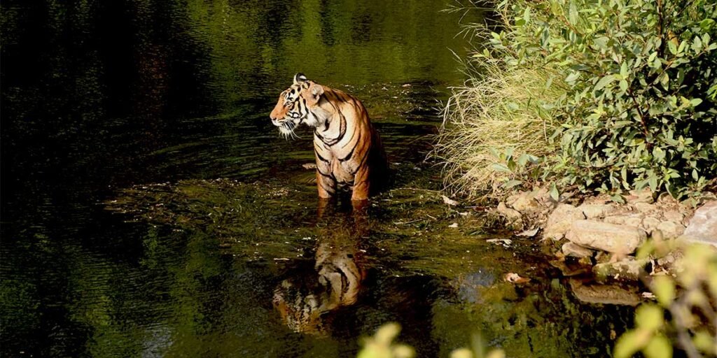 History of Tigers