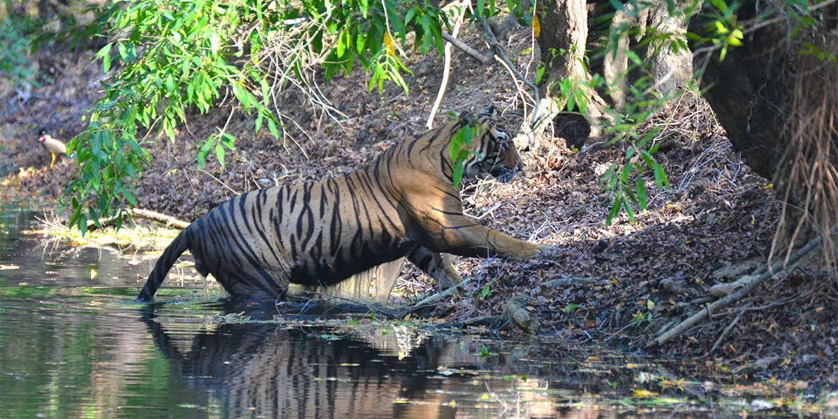 A tiger taking a refreshing dip in a forest pool