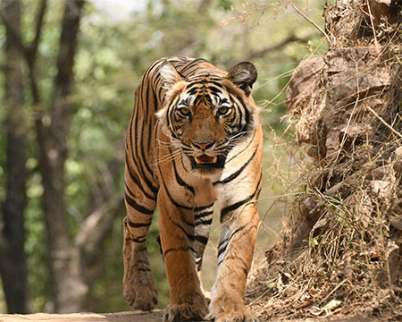 Tiger Safari Tours India