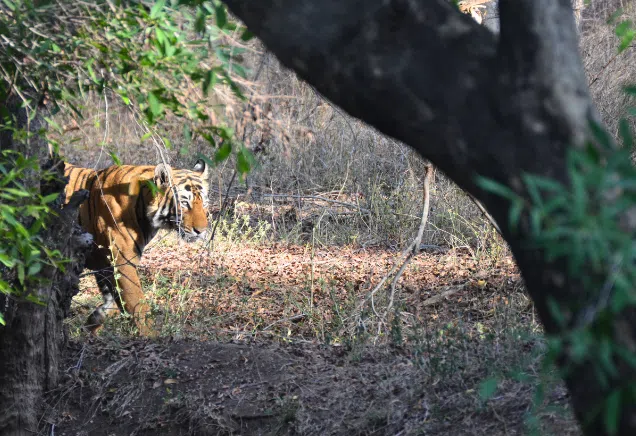 A majestic Bengal tiger walking through a dense forest.