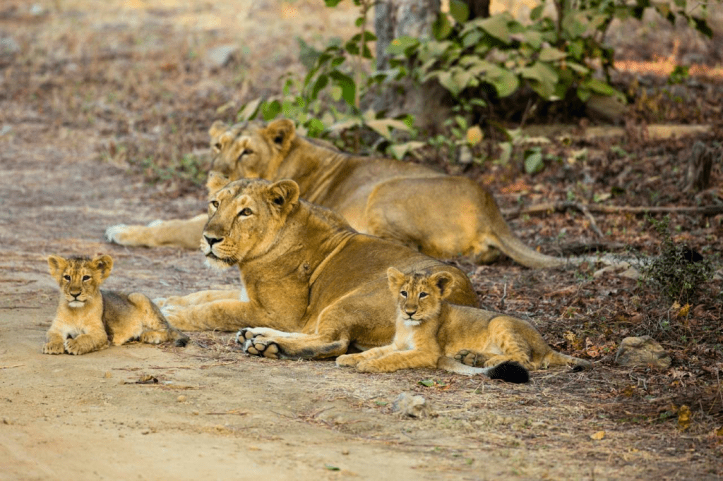 Big Cats Tour India