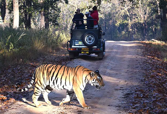 A tiger crossing a path in front of a group of tourists on a safari.