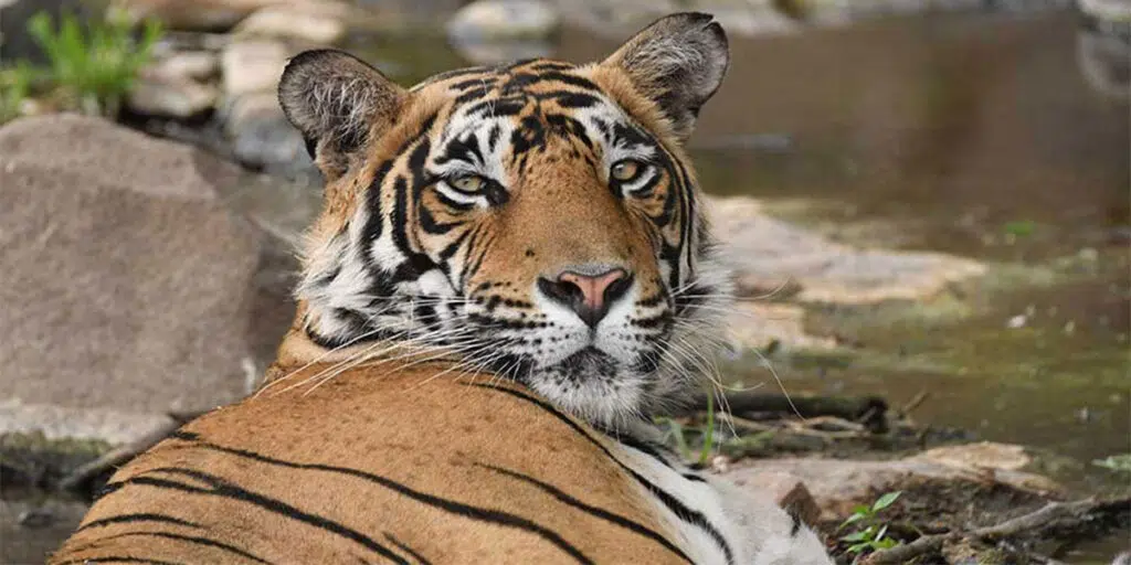 A Bengal tiger resting by a waterhole, gazing intently, amidst the serene wilderness of Kanha National Park.