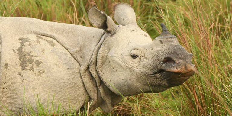 Rhino of Kaziranga National park