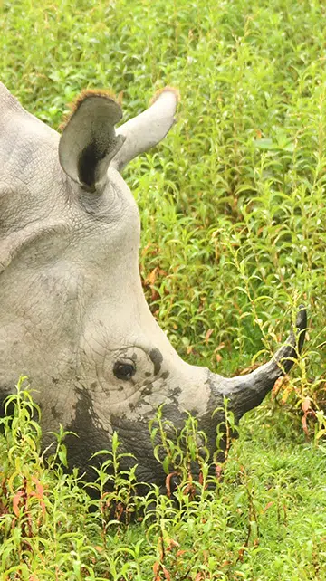 A close-up of an Indian rhinoceros peacefully grazing in the lush greenery of Kaziranga National Park, India.