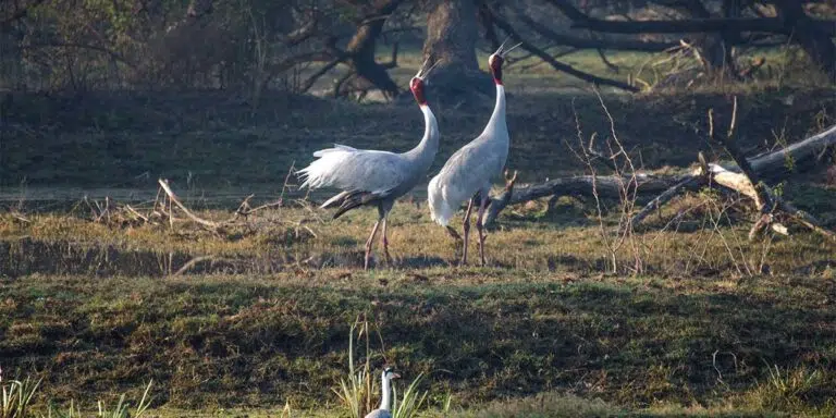 Sarus Crane at keoladeo National Park