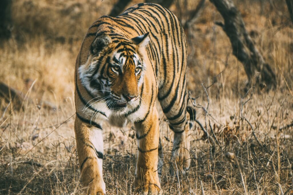 Tiger safari Experts