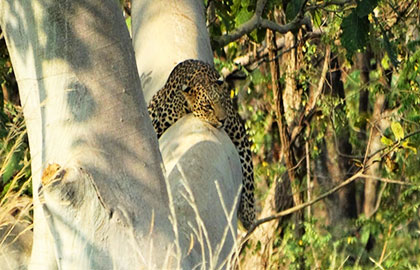 Leopard - Pench