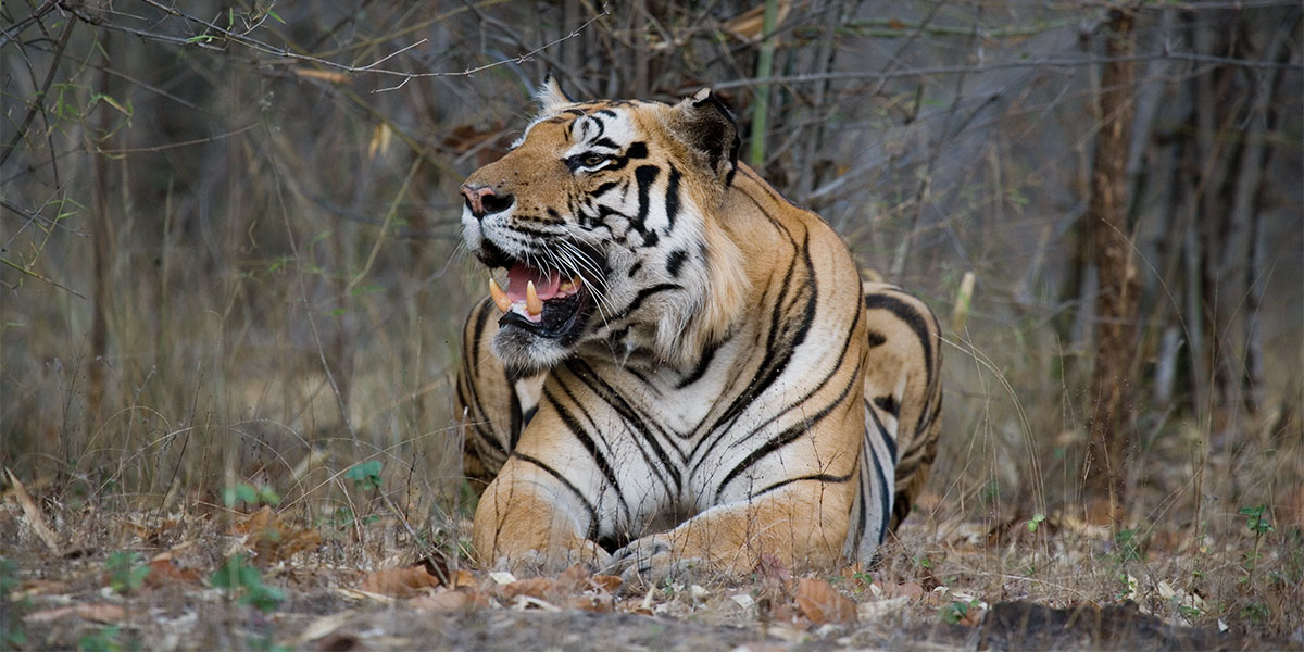Tiger Roaring in Pench National Park
