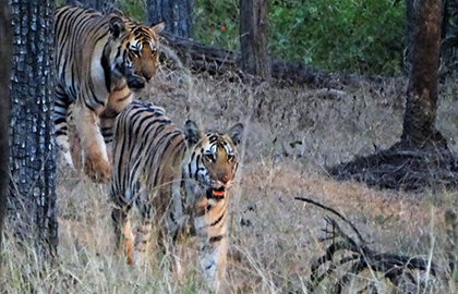 Tigers - Pench