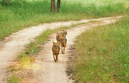 Dhole - Wild Dogs - Pench