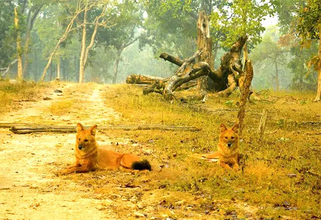 Two wild dogs with reddish-brown fur are lying on a dirt path in a forest. They are surrounded by trees, dry grass, and a fallen tree trunk. The scene appears calm, with the dogs looking relaxed and alert.