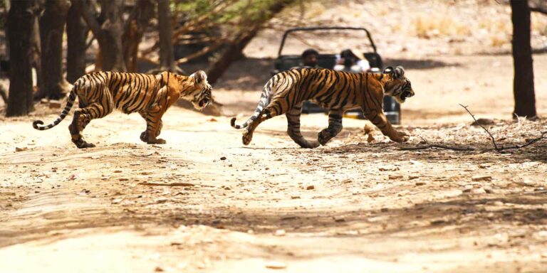 Places nearby bandhavgarh - Further Connections from Bandhavgarh