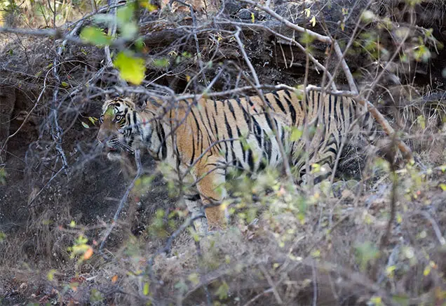 A majestic Bengal tiger cautiously moving through a dense forest