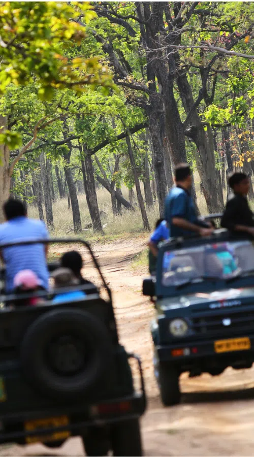 Two open-top jeeps with tourists drive along a dirt trail winding through a lush, green forest. Tall trees with bright foliage line the path, creating a shaded, adventurous atmosphere.