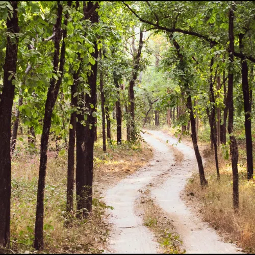 A scenic view of a forest trail with tall trees on both sides.