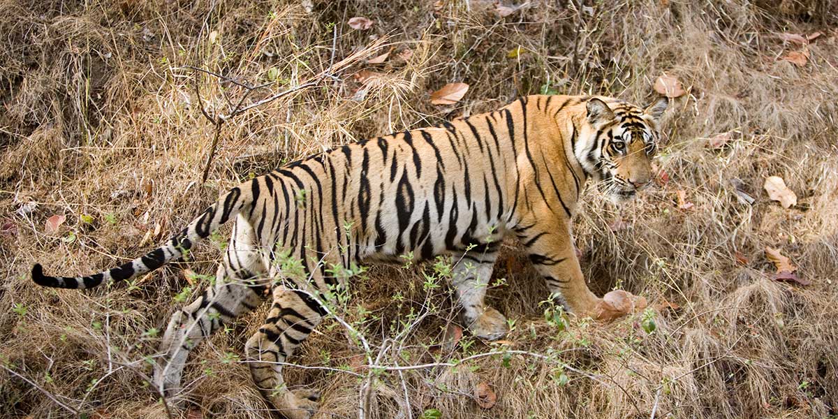 Big Cats Tours of India - Tiger Safari Tours