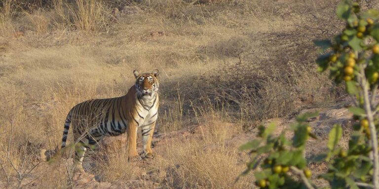 Tiger standing in between Bushes of Sariska Tiger reserve