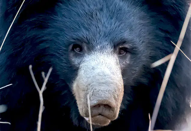 A unique bear species with a long snout and dark fur