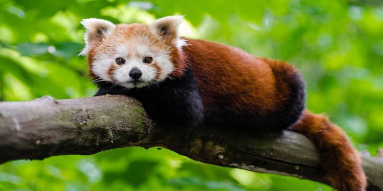 Red panda in branch of a tree at Singalila National Park