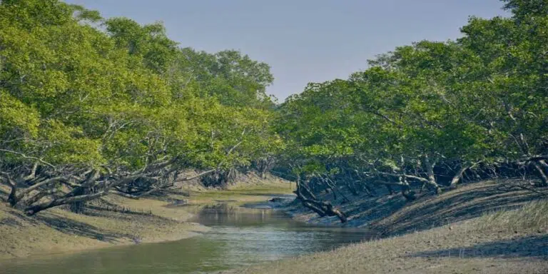 Sunderban National Park