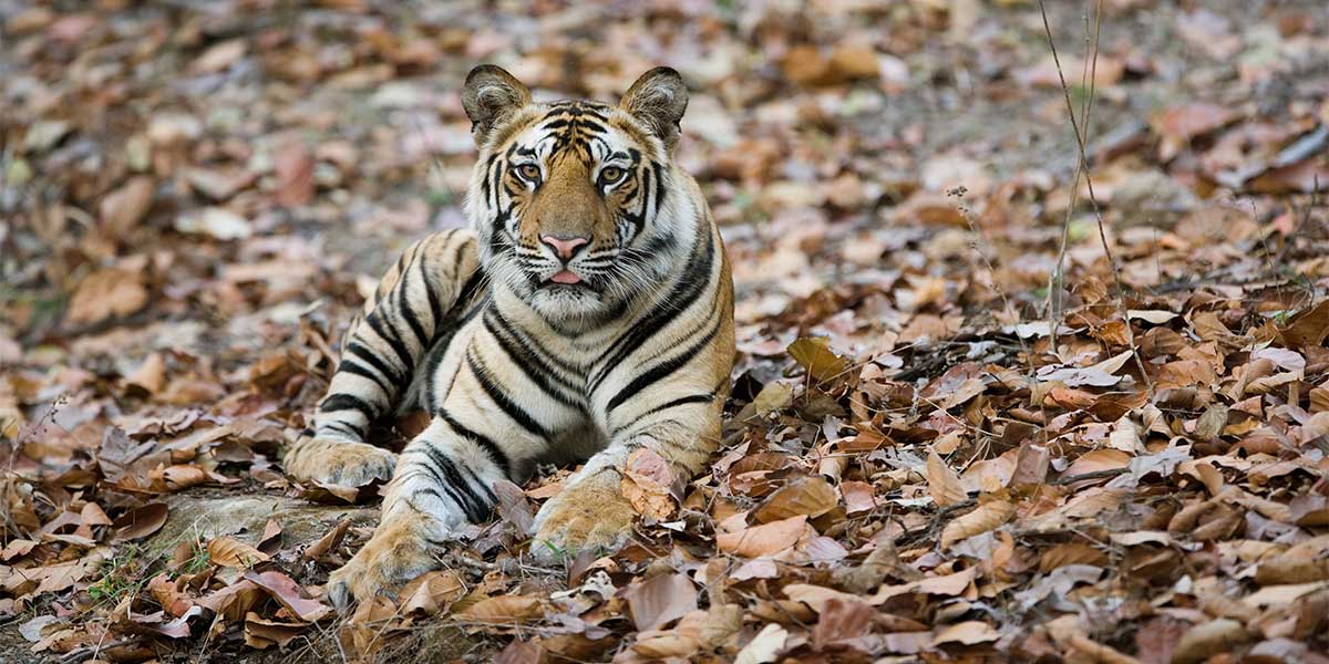 Tiger sitting in a place full of dry leafs at Tadoba National Park