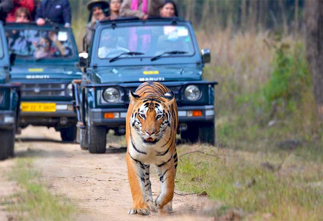 A Bengal tiger walks confidently down a dirt road in a forest, with two safari jeeps full of onlookers close behind. The tiger's gaze is focused forward, and the visitors observe it from a safe distance in the vehicles.