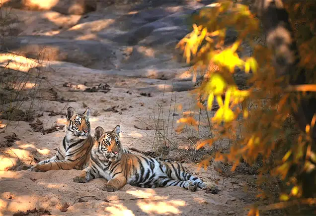 Two young tigers lie side by side on a sandy forest floor, surrounded by natural vegetation and dappled sunlight filtering through the trees. They look relaxed, their eyes focused on something in the distance, creating a serene atmosphere.