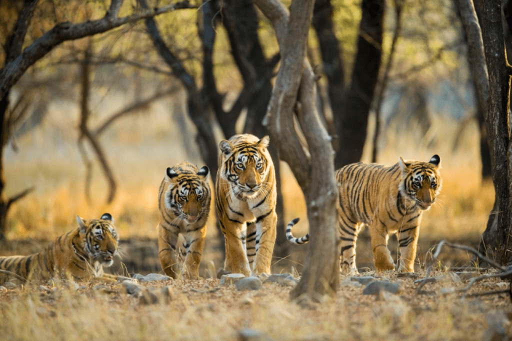 Taj and Tiger Tour