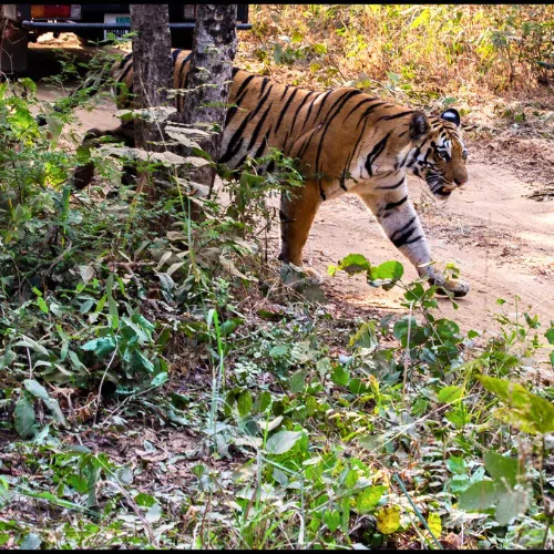 A tiger walking near a safari vehicle in a national park.