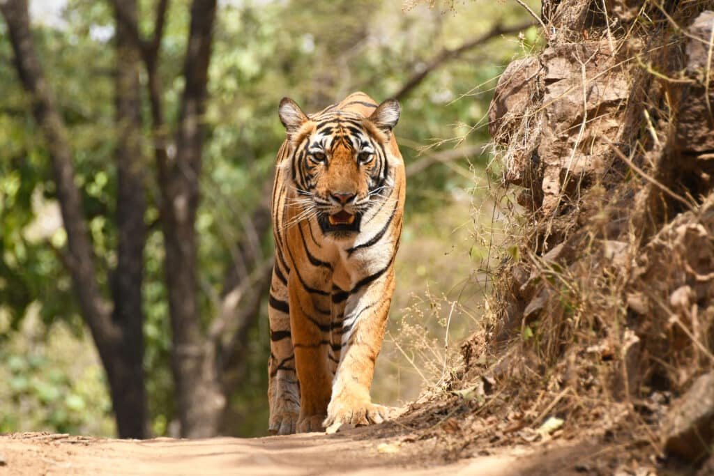 Tiger Safari in India