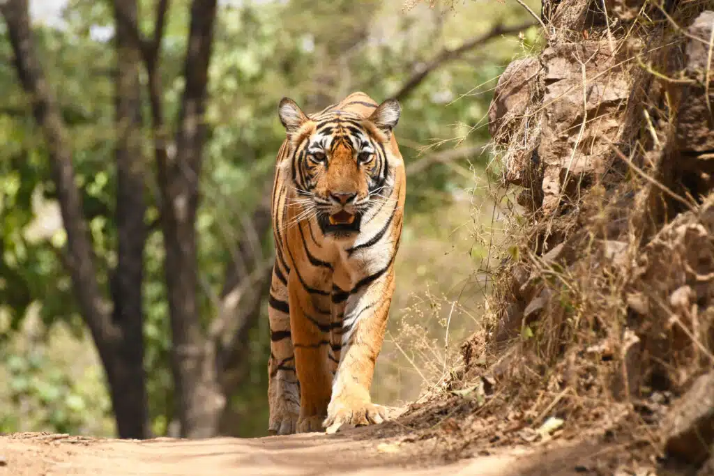 Tiger Safari in India