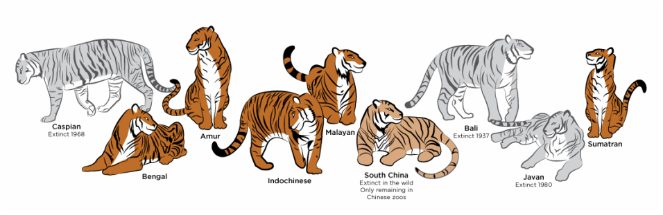 Tiger subspecies Source: Tiger Conservation Campaign