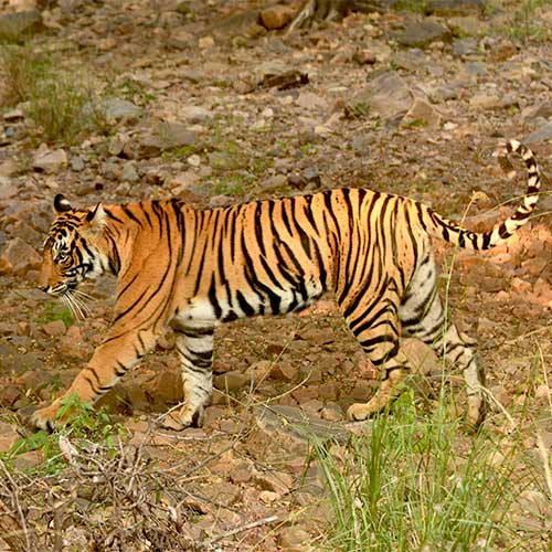 Tiger in Indian Forest - Wildlife Safari
