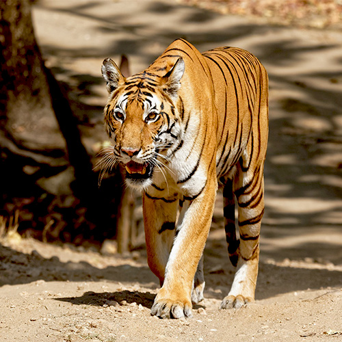 Tiger in India - About Tours