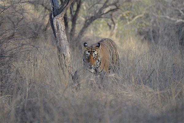 What to see during Tiger Safari Tour - Tiger at Ranthambore, Bandhavgarh, Kanha, Pench and Tadoba
