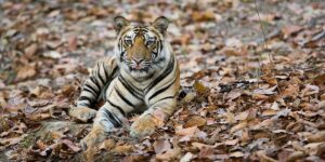 Tiger Safari Tours - Wildlife Tour Packages