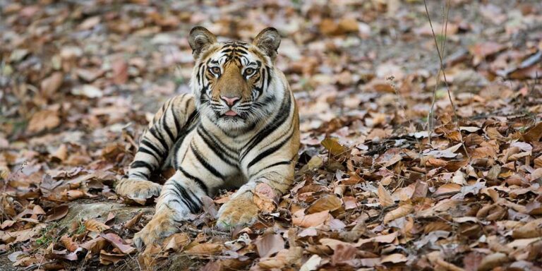 Tiger Safari Tours - Wildlife Tour Packages