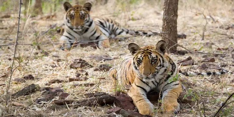 Tiger Tour with Golden Triangle - 8 Days and 9 Nights - Safaris India