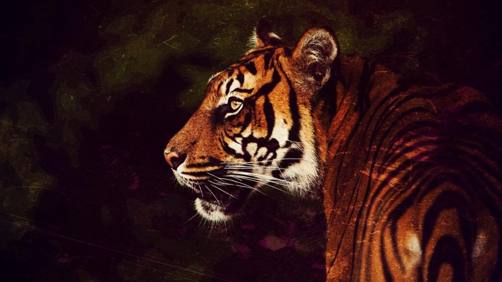 Wild Cats of India