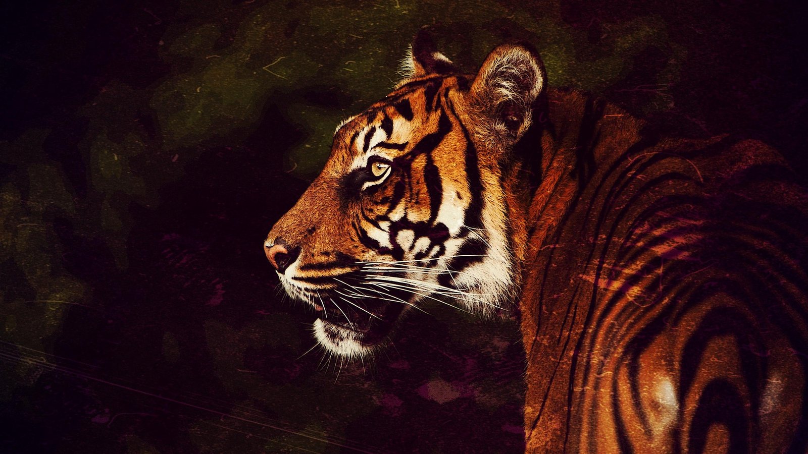 Wild cats of India - The Royal Bengal Tiger
